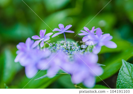 hydrangea hydrangea 104191103