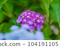 hydrangea   hydrangea   104191105