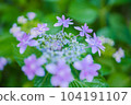 hydrangea   hydrangea   104191107