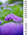 hydrangea   hydrangea   104191109