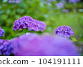 hydrangea   hydrangea   104191111