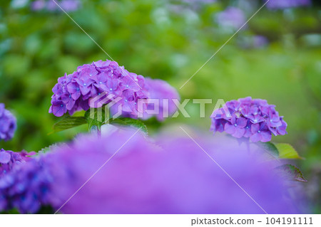 hydrangea hydrangea 104191111