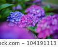 hydrangea   hydrangea   104191113
