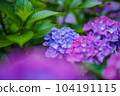 hydrangea   hydrangea   104191115