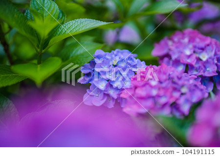 hydrangea hydrangea 104191115