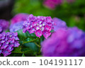 hydrangea   hydrangea   104191117