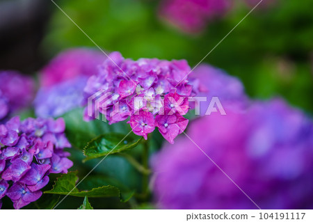 hydrangea hydrangea 104191117