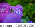 hydrangea   hydrangea   104191120