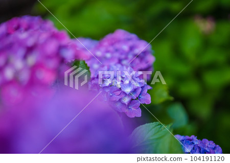 hydrangea hydrangea 104191120