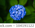 hydrangea   hydrangea   104191122