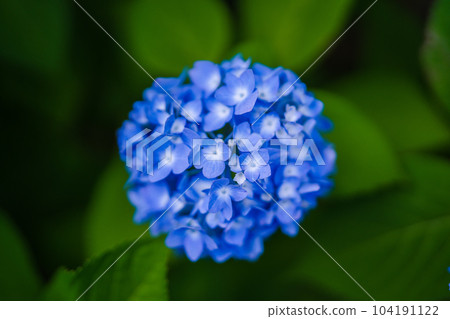 hydrangea hydrangea 104191122