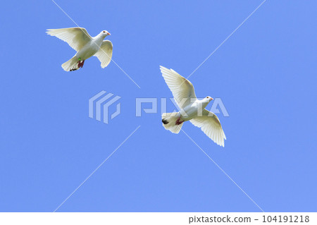 two white feather homing pigeon flying mid air against beautiful clear blue sky 104191218