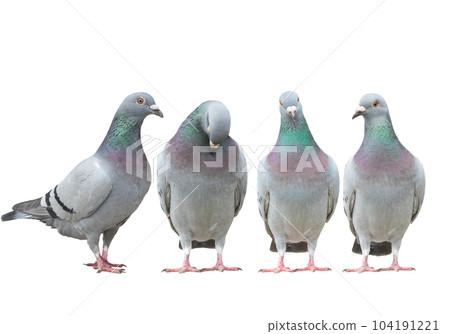 variety post of homing pigeon standing straigh isolate white background variety post of homing pigeon standing straigh isolate white background 104191221
