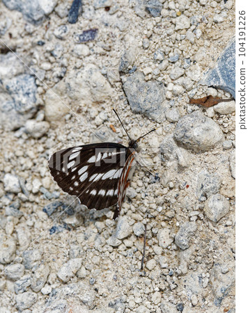 Water absorption behavior of Nymphalidae Water absorption behavior of Nymphalidae 104191226