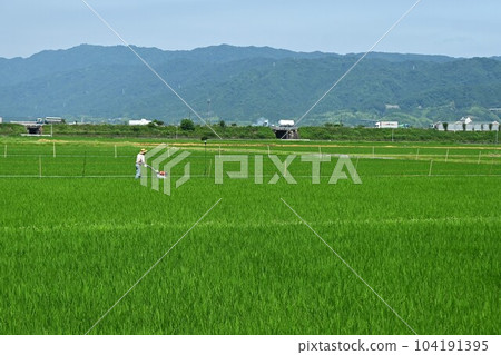 Rice cultivation and rice planting season 104191395