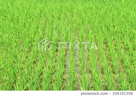Rice cultivation and rice planting season Rice cultivation and rice planting season 104191398