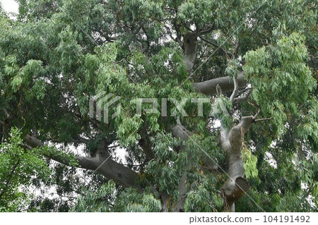 Eucalyptus trees Eucalyptus trees 104191492