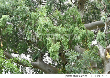 Eucalyptus trees Eucalyptus trees 104191496