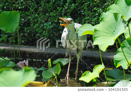 灰鷺一邊跳舞一邊吃蝌蚪 104191505