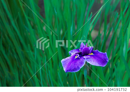 Iris flowers that bloom colorfully and continue to heal people's hearts Iris flowers that bloom colorfully and continue to heal people's hearts 104191732