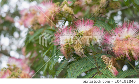 Nemnoki flower Nemnoki flower 104191846