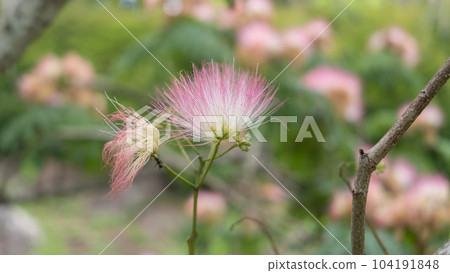 Nemnoki flower 104191848