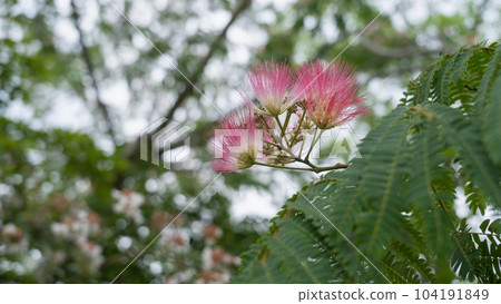Nemnoki flower 104191849
