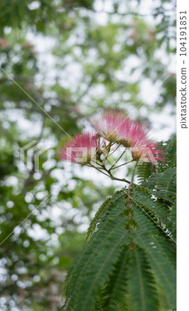 Nemnoki花 Nemnoki花 104191851