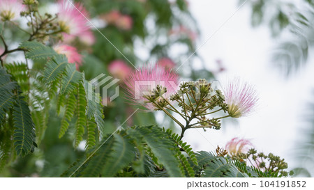 Nemnoki flower Nemnoki flower 104191852