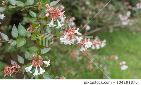 阿貝利亞花,阿貝利亞 阿貝利亞花,阿貝利亞 104191876
