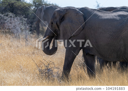 Elephant herd grazing in Etosha 104191883