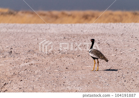 White-quilled Bustard in Etosha National Park 104191887