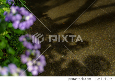 夜晚的繡球花影子 104191926