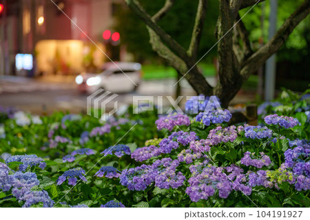 繡球花在晚上 104191927
