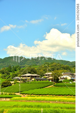 京都府宇治茶村和束茶園 104192068