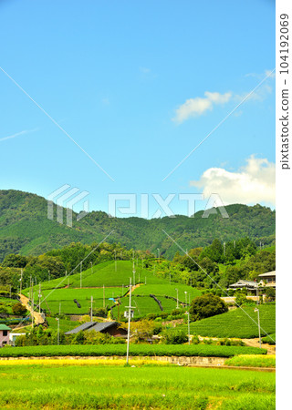 Kyoto Prefecture Uji Tea Village Wazuka Tea Plantation Kyoto Prefecture Uji Tea Village Wazuka Tea Plantation 104192069