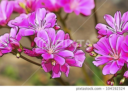 Pastel style "Lewisia" illustration image 104192324