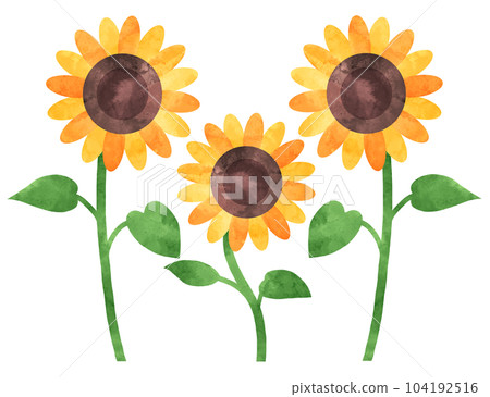 Sunflower watercolor illustration 3 wheels 104192516
