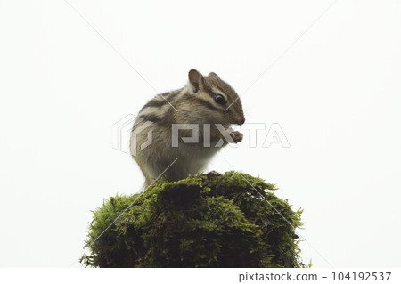 花栗鼠 花栗鼠 104192537