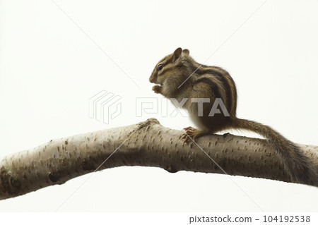 花栗鼠 104192538