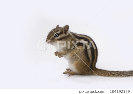 花栗鼠 104192539