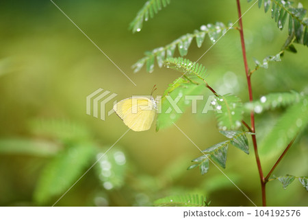 Black-cheeked butterfly and Kawaraketsumei of food grass Black-cheeked butterfly and Kawaraketsumei of food grass 104192576