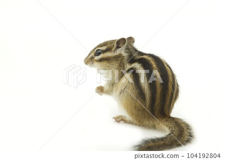 Chipmunk 104192804