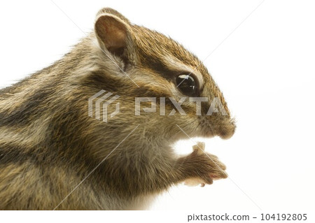 Chipmunk 104192805