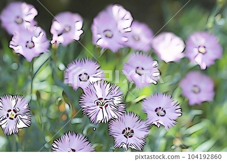 柔和風格的“盛開的撫子”插圖圖像 104192860