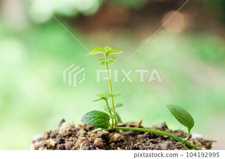 image of peppermint leaves 104192995