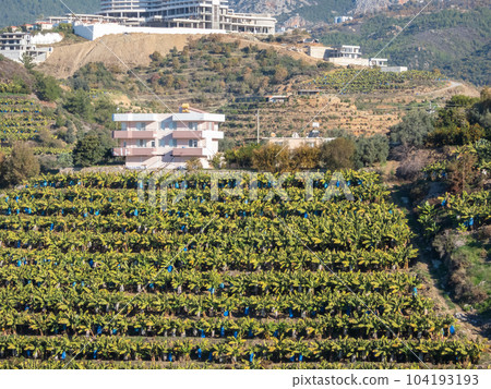 Alanya, Turkey - Jan 4, 2023. Rural house on a hillside surrounded by trees and banana plantations 104193193