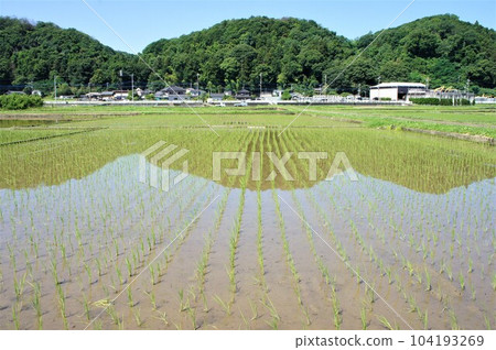 映照出瀧山城遺址的高槻稻田 104193269