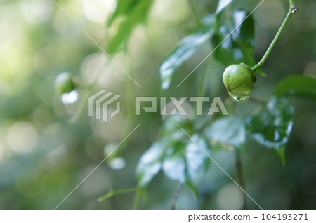 綠色堅果與雨滴 綠色堅果與雨滴 104193271