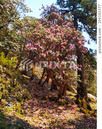 large Rhododendron in the botanical forest. Many pink large Rhododendron in the botanical forest. Many pink 104193377